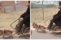 Xem chó kéo người ở Trung Quốc gây ngỡ ngàng
