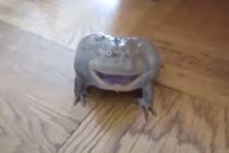 Kinh hoàng con ếch có tiếng kêu khủng khiếp