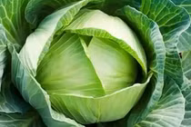 Cách triệt tiêu cơn đau gout ngay tức thì với lá bắp cải