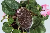 Cách làm phân xanh từ vỏ trứng, chuối và bã cà phê