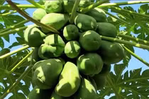 Thực hư thông tin lá đu đủ chữa được ung thư