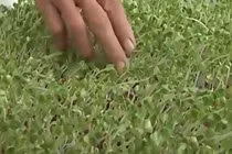 Nguy cơ ngộ độc từ rau mầm