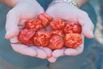 Video: Loại ớt khiến người ăn như nuốt phải than đang cháy