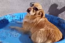 Cười vỡ bụng với những chú chó “siêu quậy“