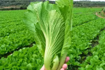 Công dụng không đếm xuể của cải bẹ xanh