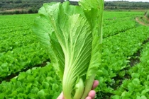 Công dụng không đếm xuể của cải bẹ xanh