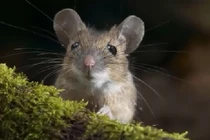 Chẳng cần nuôi mèo, đây mới là cách diệt chuột tốt nhất