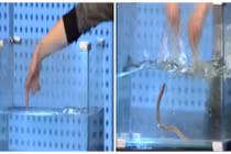 Chàng trai Hàn Quốc biến hải sản từ không thành có