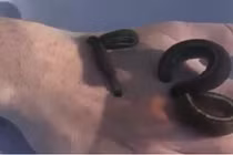 Lấy tay làm mồi cho đỉa đói và cái kết kinh dị