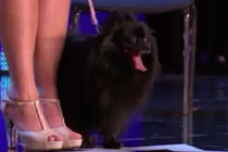 Chú chó có biệt tài thôi miên như ảo thuật gia thứ thiệt