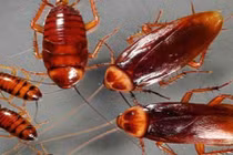 Kinh dị 26 con gián làm tổ trong tai người