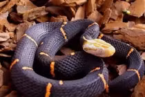 Loài rắn "quý phái" với cái đầu cực lạ lùng ở VN