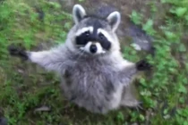 Những pha hài hước của gấu trúc Mỹ