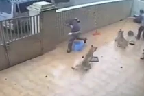 Clip cẩu tặc vào tận nhà bắt trộm chó gây căm phẫn