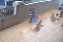 Clip cẩu tặc vào tận nhà bắt trộm chó gây căm phẫn