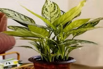 Những loại cây cảnh là “điều hòa” số 1 cho dân văn phòng