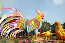 Chiêm ngưỡng đàn gà khổng lồ trong vườn hoa lớn nhất miền Bắc