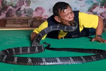 Làng rắn hổ mang ở Thái đối mặt với cuộc chiến để sinh tồn 