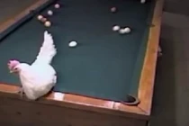 Ngỡ ngàng trước màn chơi bi-a cực đỉnh của con gà