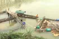 Hơn 70 tấn cá bị cuốn trôi sau khi thủy điện xả lũ 