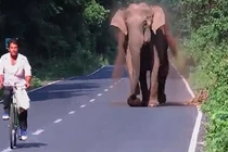 Đạp xe “bán sống bán chết” khi bị voi truy sát trên đường