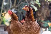 Video: Gà mái gáy, điềm tốt hay xấu?