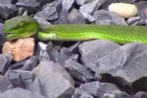 TP.HCM: Kinh hãi rắn lục đuôi đỏ bò vào nhà dân, leo lên giường ngủ