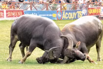 Lấy mẫu tất cả trâu chọi Đồ Sơn xét nghiệm chất kích thích