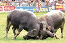 Lấy mẫu tất cả trâu chọi Đồ Sơn xét nghiệm chất kích thích