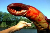 Những quái vật dưới đáy biển có hình thù ghê rợn nhất