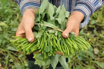 Sự thật kinh hãi về rau muống chúng ta ăn trong nhà hàng