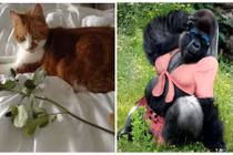 “Chộp” những khoảnh khắc hài hước trong cuộc sống