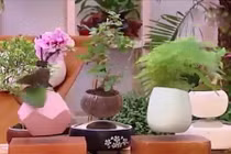 Nghệ nhân bật mí cách tạo chậu bonsai bay tuyệt đẹp