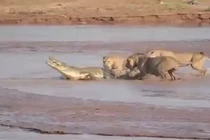 Cá sấu đơn độc dưới nanh vuốt 3 sư tử hung dữ