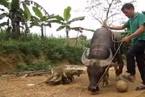 Kỳ lạ biệt tài dạy trâu đá bóng ở Nghệ An