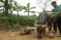 Kỳ lạ biệt tài dạy trâu đá bóng ở Nghệ An