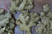 Video: 7 người không được ăn gừng hàng ngày