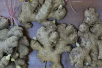 Video: 7 người không được ăn gừng hàng ngày