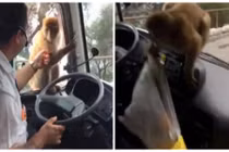 Chú khỉ ranh mãnh trộm đồ ăn của tài xế siêu nhanh