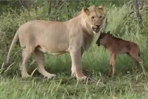 Kỳ lạ sư tử bảo vệ linh dương trước nanh vuốt của đồng loại