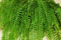 Video: 7 loại cây hút bức xạ, sóng điện thoại nên trồng trong nhà