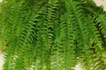 Video: 7 loại cây hút bức xạ, sóng điện thoại nên trồng trong nhà