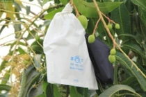 Túi bao trái xoài có thực sự nhiễm hóa chất độc hại?