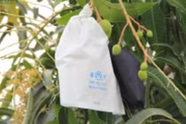 Túi bao trái xoài có thực sự nhiễm hóa chất độc hại?
