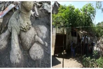 Cây sắn khổng lồ hình thù kỳ lạ ở Hà Tĩnh