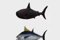 Mỹ trình làng robot do thám giống hệt cá mập