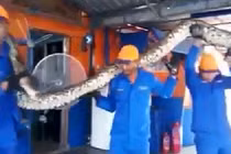 Phát hiện quái vật trăn khổng lồ dài nhất thế giới ở Malaysia