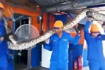 Phát hiện quái vật trăn khổng lồ dài nhất thế giới ở Malaysia