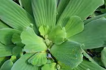 Video: Loại rau ai cũng coi thường lại là "thần dược" chữa bách bệnh