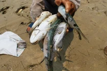 Nhiều thông tin sai lệch về vụ cá chết hàng loạt ở miền Trung